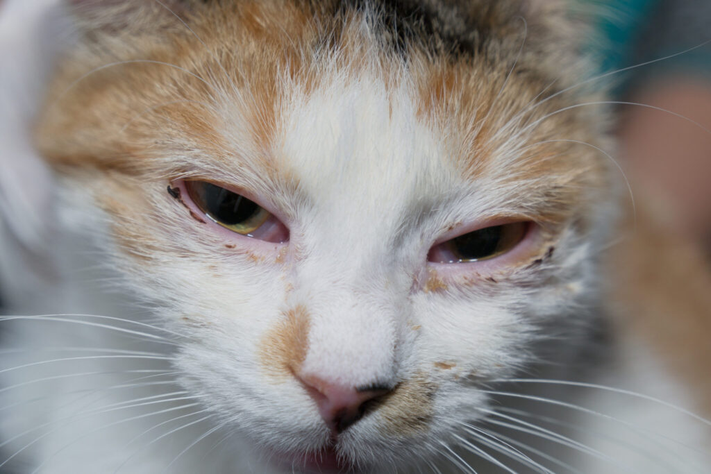 cat with feline chlamydia
