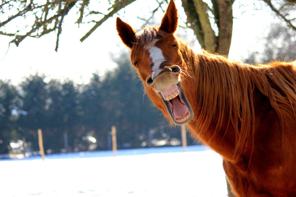 venereal disease in horses