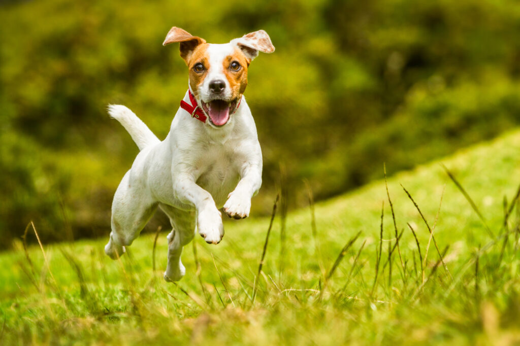 Canine Brucellosis